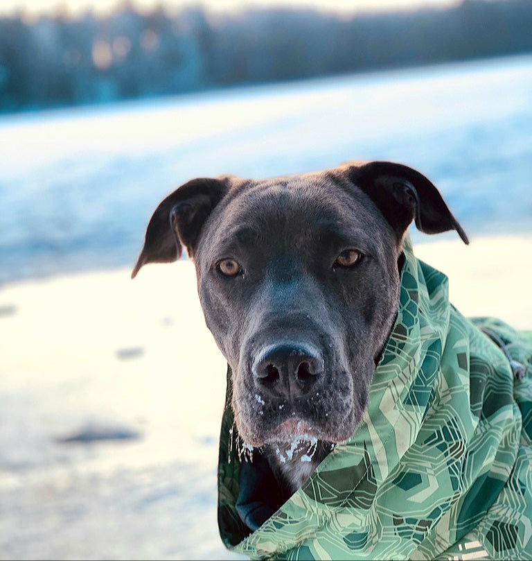 Katujen suolaus aiheuttaa koirien kipukohtauksia Helsingissä