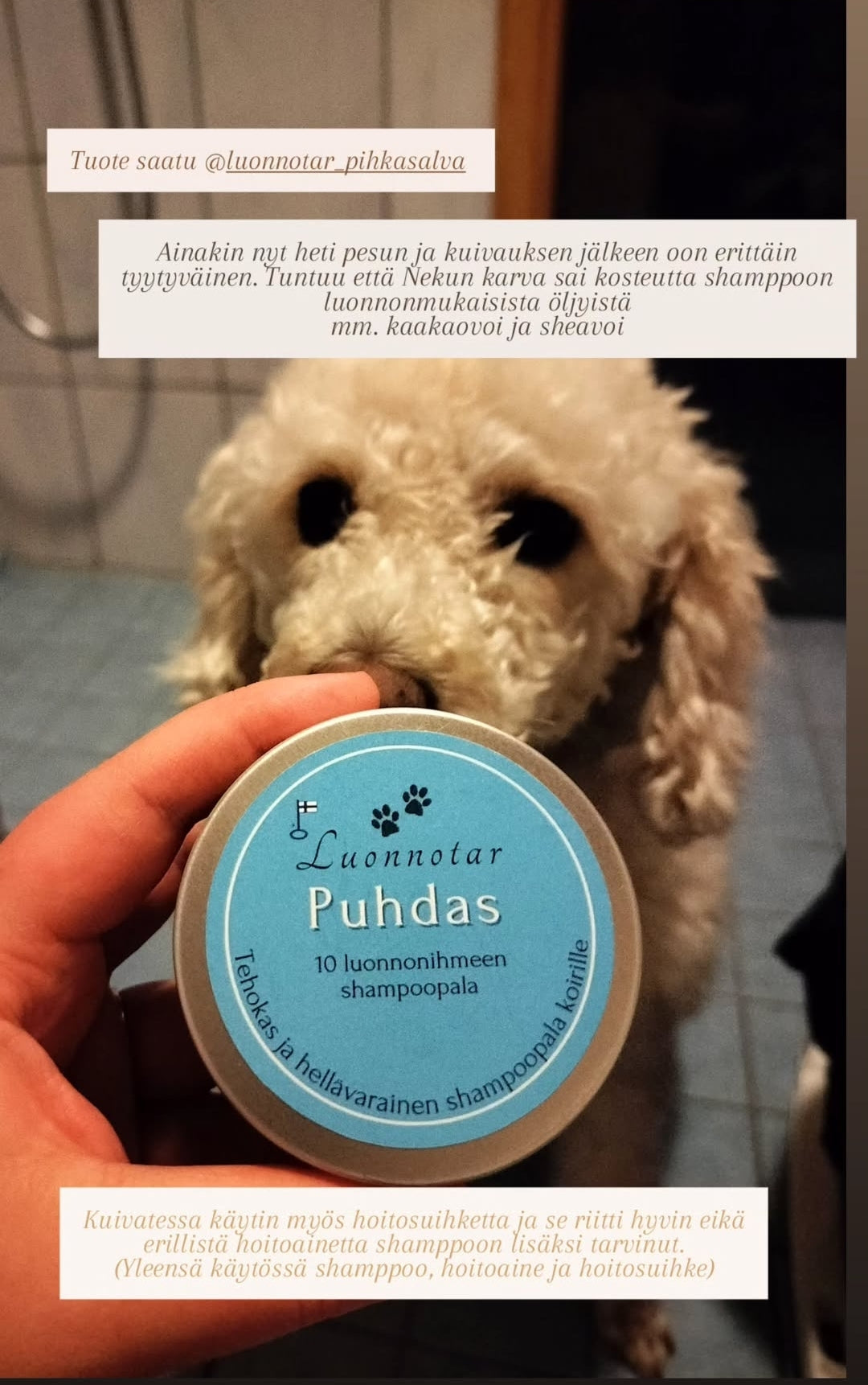 Puhdas palashampoo koirille